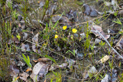 Hibbertia diamesogenos