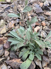 Phacelia hastata