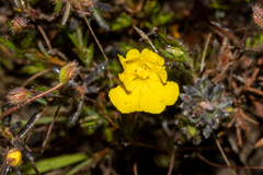 Hibbertia diamesogenos