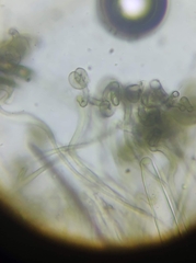 Geoglossum difforme