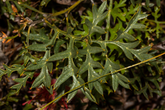 Grevillea bipinnatifida
