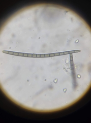 Geoglossum difforme