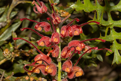 Grevillea bipinnatifida