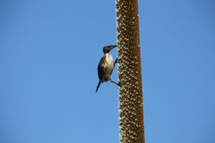 Philemon corniculatus