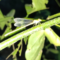 Ceriagrion coromandelianum