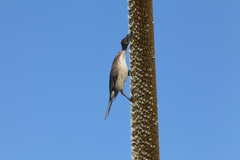 Philemon corniculatus