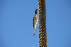 Philemon corniculatus