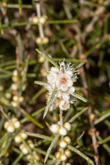 Hypocalymma angustifolium