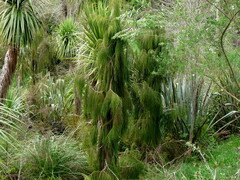 Dacrydium cupressinum