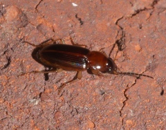 Stenolophini