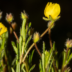 Hibbertia diamesogenos