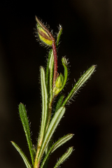 Hibbertia diamesogenos