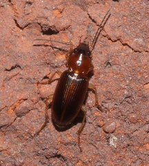 Stenolophini