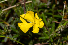 Hibbertia diamesogenos