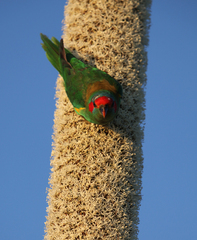 Glossopsitta concinna