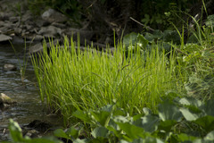 Carex cespitosa
