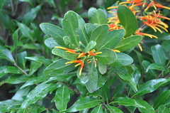 Psittacanthus ramiflorus