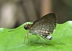 Paracleros biguttulus