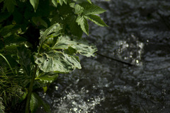 Petasites radiatus