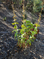 Penstemon spectabilis