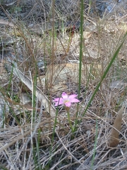 Romulea rosea