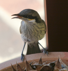 Gavicalis virescens