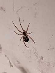 Steatoda nobilis