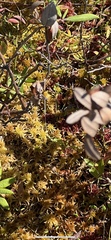 Sphagnum magellanicum