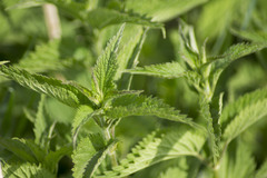 Urtica galeopsifolia
