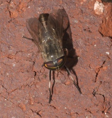 Tabanini