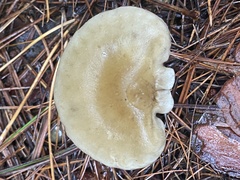 Ampulloclitocybe clavipes