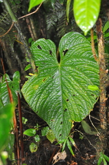 Anthurium coloradense