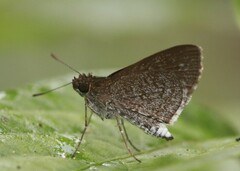 Paracleros biguttulus