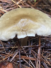 Ampulloclitocybe clavipes