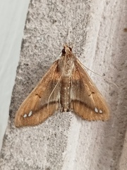 Diaphania fumosalis