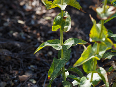 Penstemon spectabilis