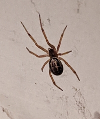 Steatoda nobilis