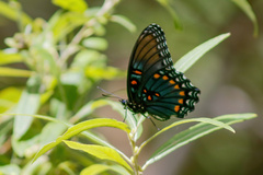 Limenitis arthemis arizonensis