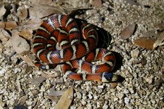 Lampropeltis knoblochi