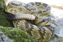 Crotalus molossus
