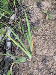 Iris verna
