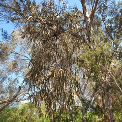 Amyema pendula