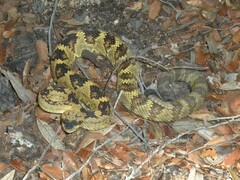 Crotalus molossus