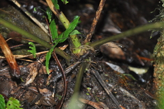 Anthurium coloradense