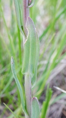 Boechera grahamii