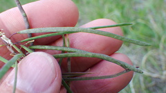 Boechera grahamii