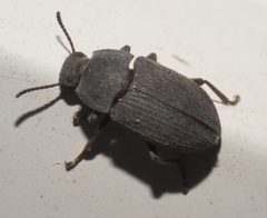 Blapstinus