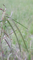 Boechera grahamii