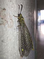 Brachynemurus versutus