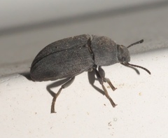 Blapstinus